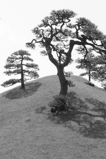 Lotto 29 - Anna Vivante